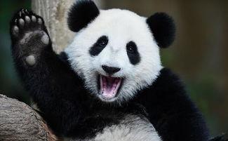 吃瓜群众王熊猫,揭秘娱乐圈那些事儿