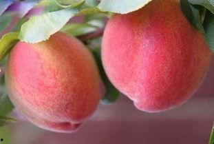 梦见吃瓜和桃,瓜果飘香，桃李满园