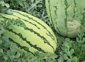 绵邵瓜怎么吃,解锁美味新体验