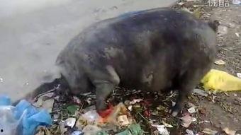 猪仙仙吃瓜,猪仙仙的瓜界奇遇记